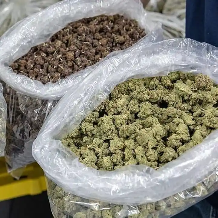 Le hallaron casi un kilo de marihuana escondida bajo el colchón de su cama pero no irá a la cárcel