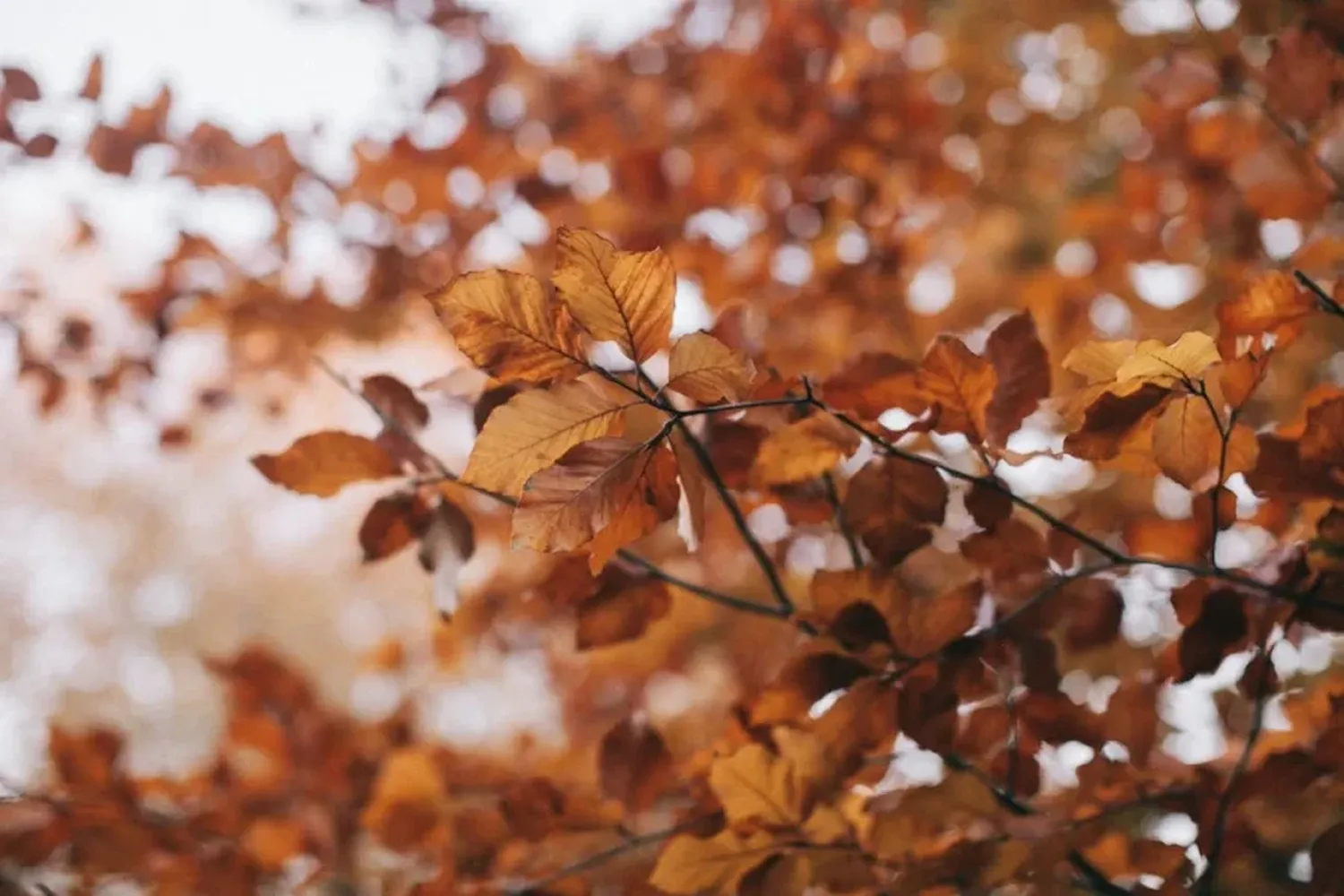 Anuncian un otoño con temperaturas superiores a lo normal para el centro argentino