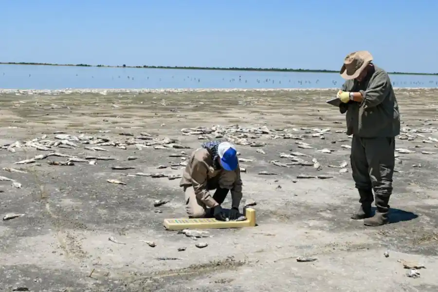 Se revelaron los motivos de la gran mortandad de peces en el Norte santafesino
