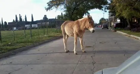 Caballo en la calle