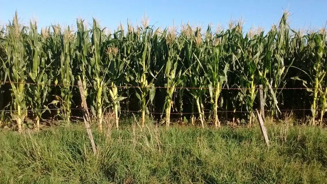 Las lluvias llegaron tarde a nuestra zona: todo el riesgo es del productor que ya asume una pérdida del 30% en soja y maíz