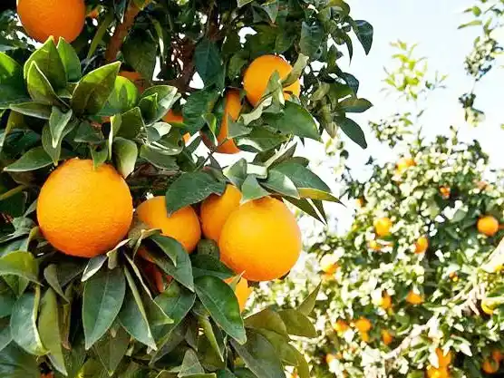 Dictarán una diplomatura en producción citrícola