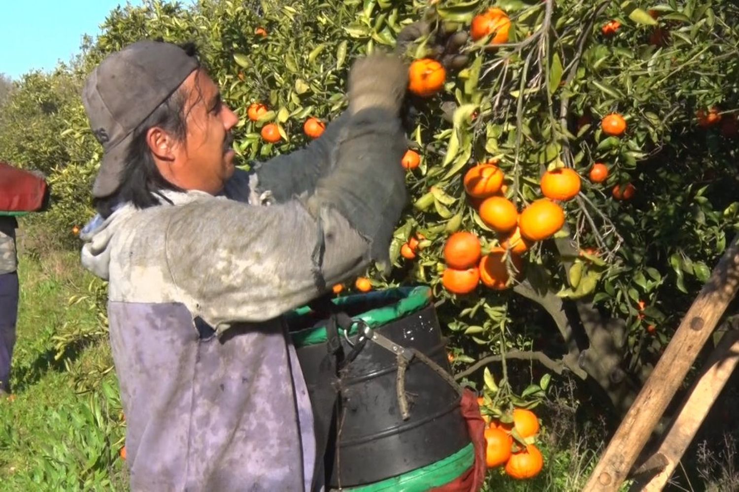 Rusia es el mayor comprador del citrus que se exporta