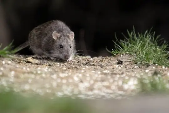 El joven con hantavirus evoluciona favorablemente: «No hay gravedad epidemiológica»