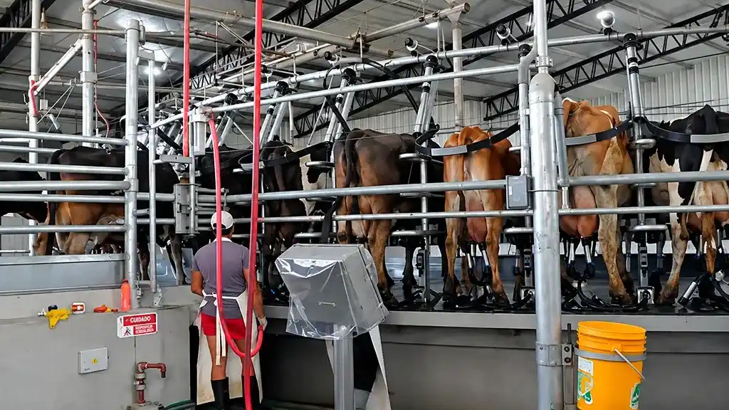 Águilas Blancas y el éxito del sistema Kiwi Cross en el tambo