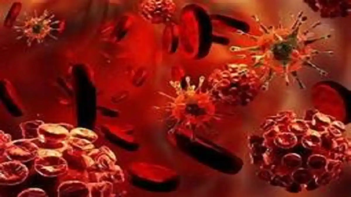 Lo que se sabe de las «bacterias vampiro» con sed de sangre humana