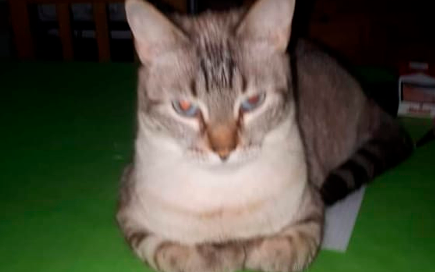 Buscan a Bonita