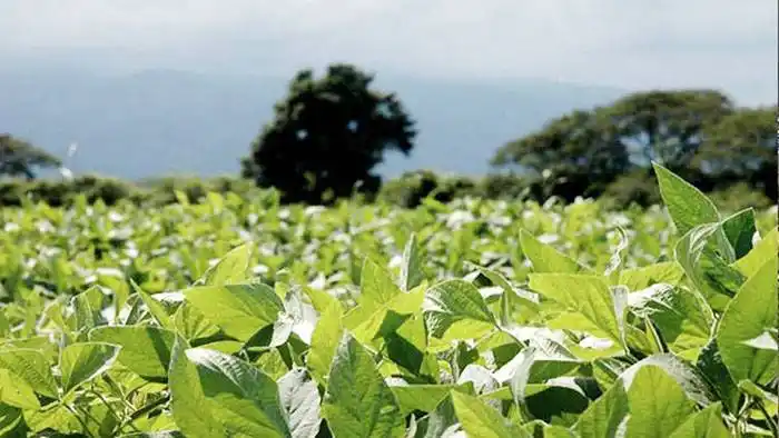 Las lluvias mejoraron las  perspectivas sojeras en Santa Fe