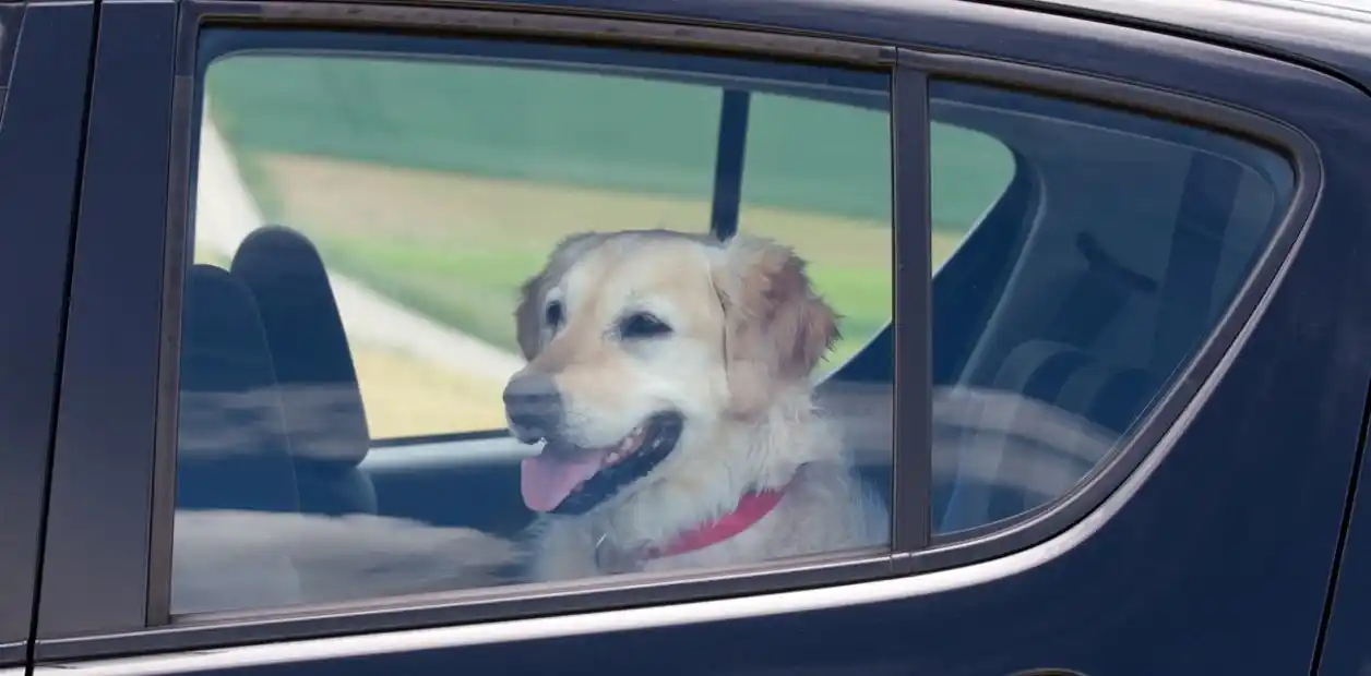 Buscan responsabilizar a los dueños