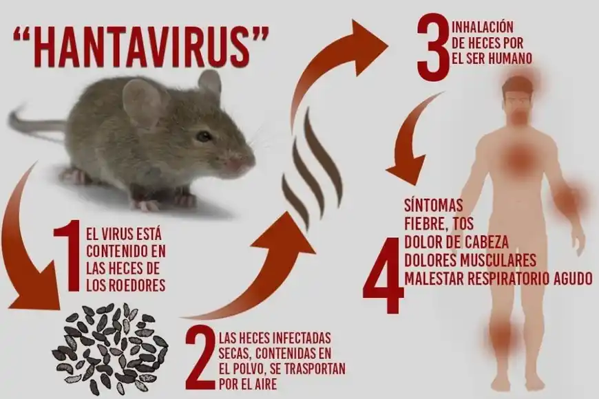 Hantavirus
