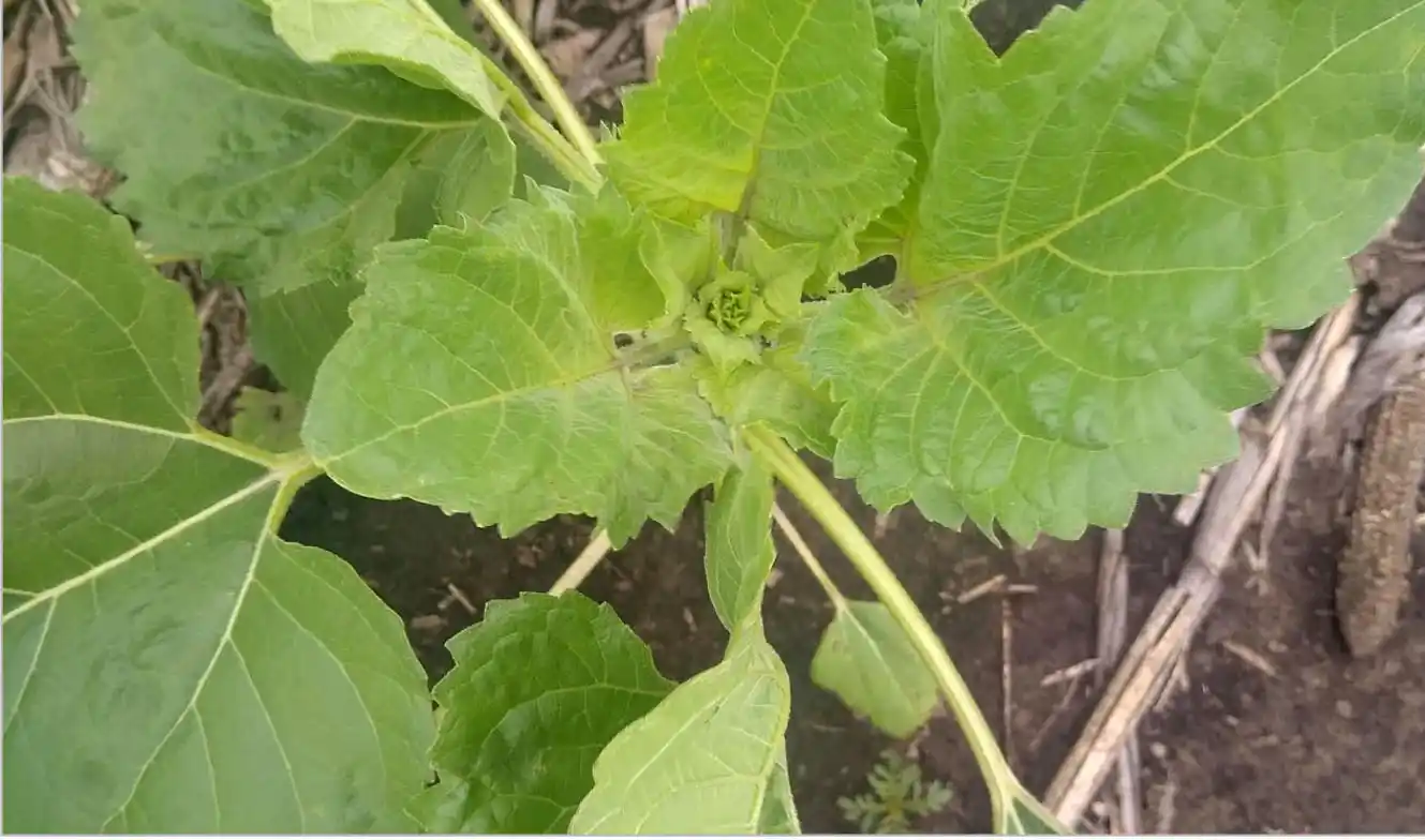 El girasol por ahora le está poniendo los puntos a La Niña