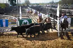 Entre Ríos: luego de la espiral negativa de varios meses 
los precios de la hacienda crecieron casi 5%