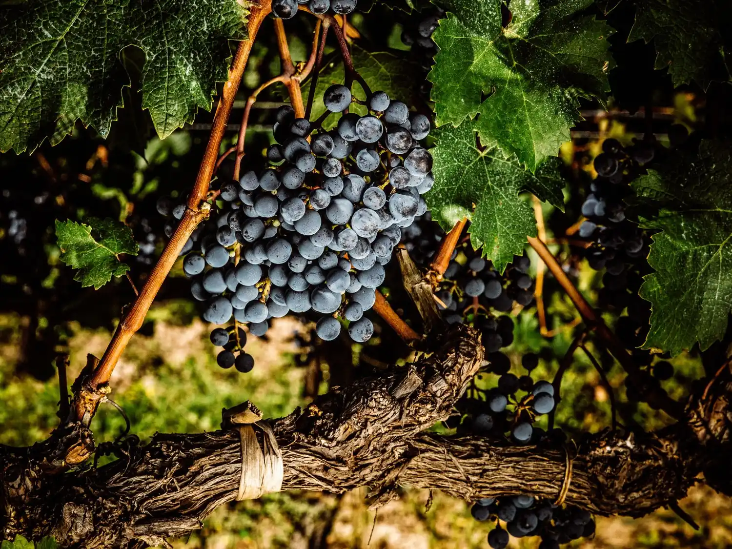 Entre Ríos quiere volver a ser potencia vitivinícola: “Nuestra meta es recuperar el estatus de hace más de 100 años”