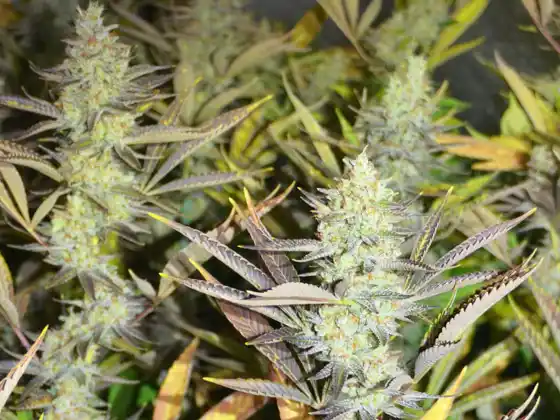 Detuvieron a una pareja que cultivaba marihuana en Empalme Graneros.