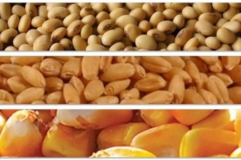 Suben los precios de la soja, el maíz y el trigo en el Mercado de Chicago