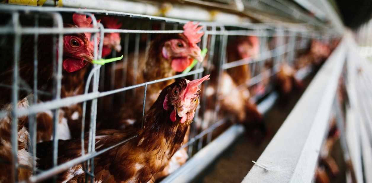 Avícolas y feedlots advierten que falta maíz para producir