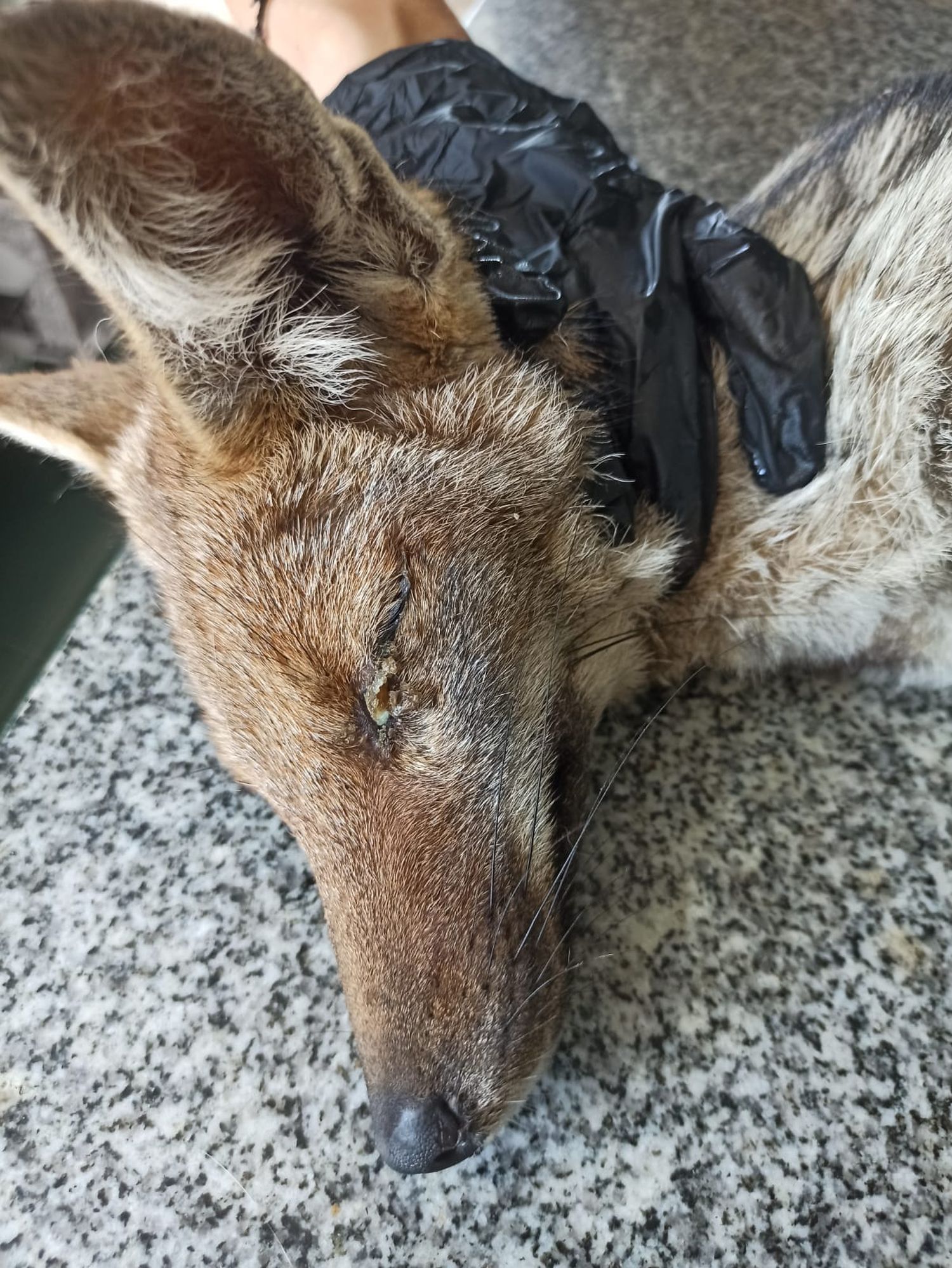 zorro moquillo