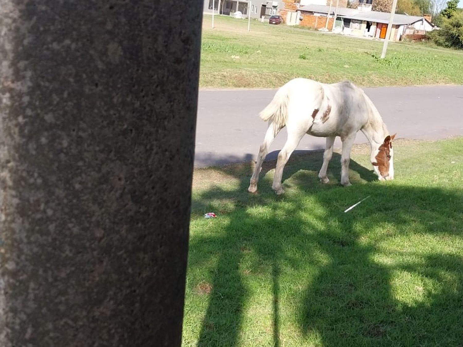 Caballo suelto en calle Benefactoras Sampedrinas