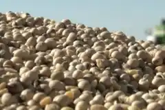 Soja: Gualeguay estimó rindes un 60% por debajo del promedio