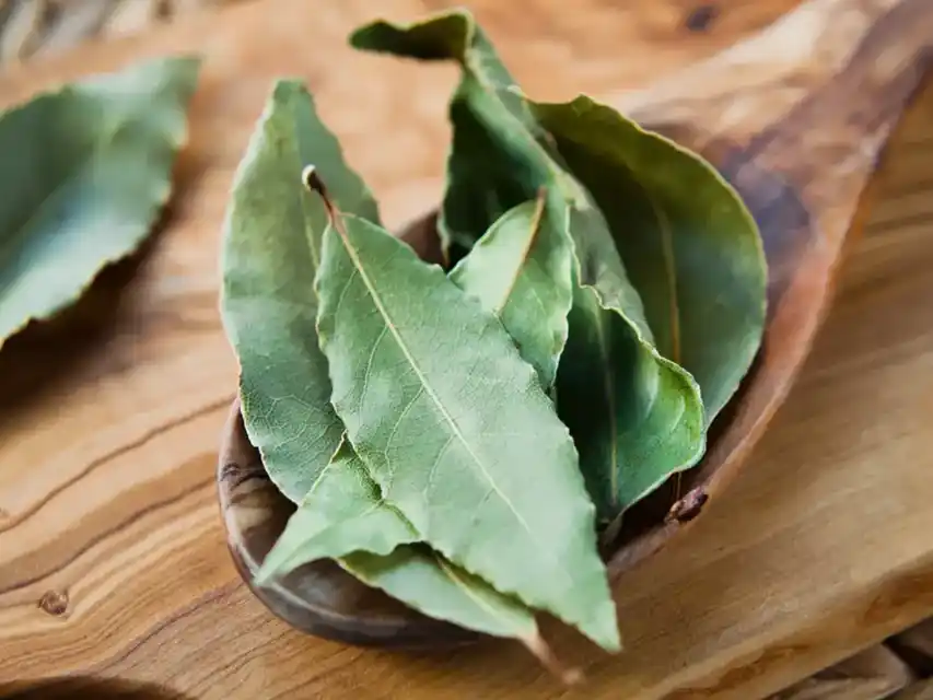 Ritual con hojas de laurel: cómo hacerlo en Año Nuevo para atraer abundancia