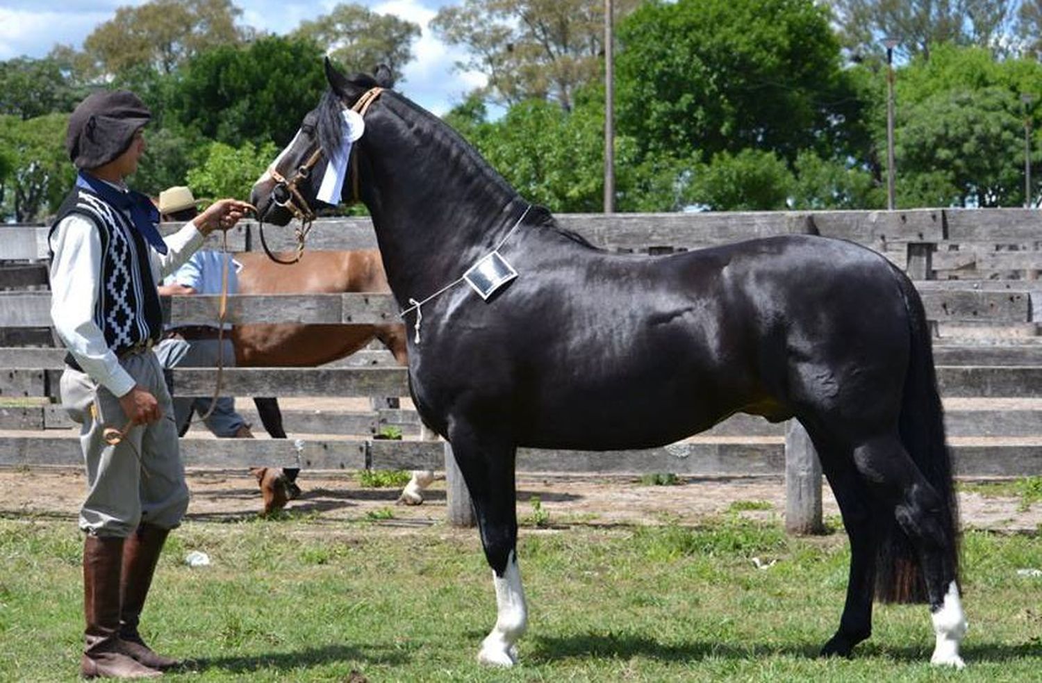Caballo criollo 
