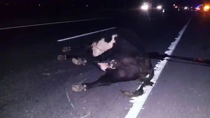 Peligro en la Autovía 2: Animales sueltos casi causan una tragedia 