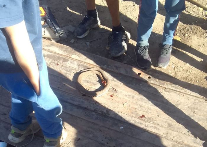 hallazgo de yarará venenosa en barro las cañitas
