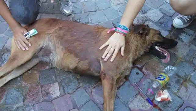 Una perra fue herida por una bomba de estruendo en la marcha de ATE