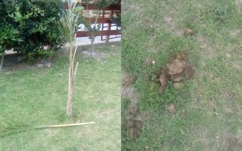 Caballos sueltos en Vuelta de Obligado