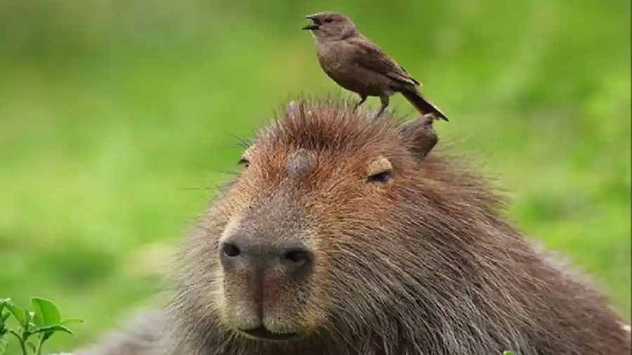 La ANMAT prohibió una “miel con carpincho” considerada ilegal