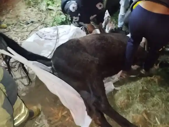 Rescataron un caballo atrapado en una cuneta en Sierra de los Padres