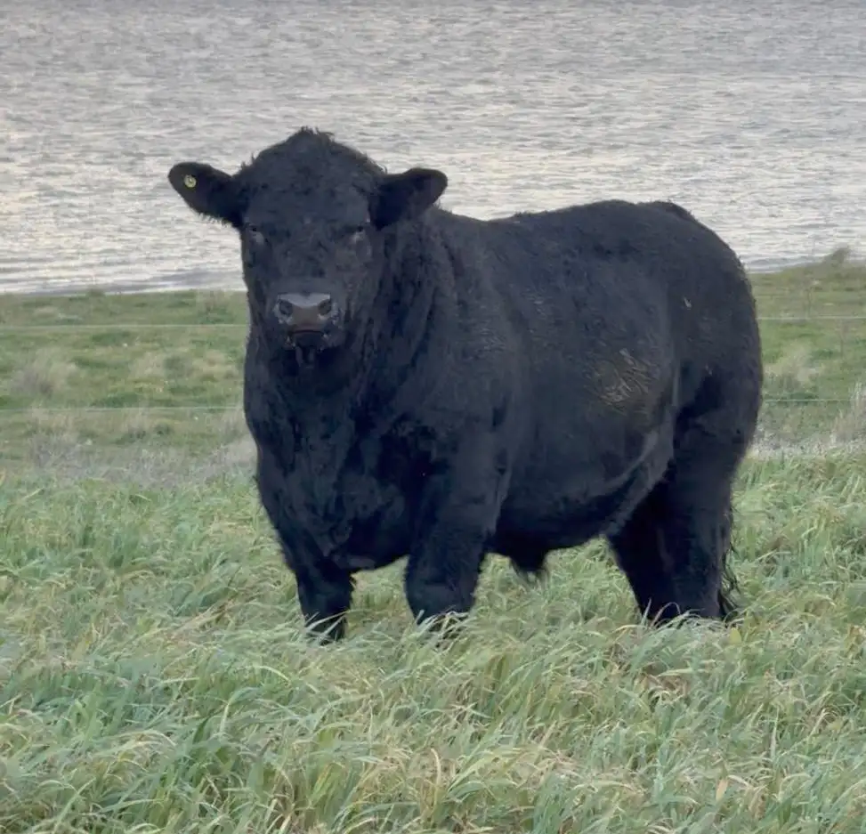 toros escondida 25 333