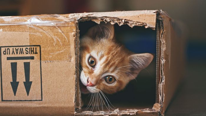 gato en una caja - 2