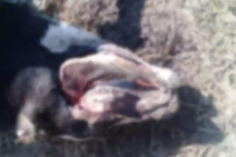 Misterio por la aparición de vacas mutiladas: ‘Es la segunda vez que pasa’