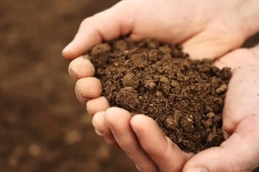 7 de julio: por qué se conmemora el Día de la Conservación del Suelo y qué se puede hacer por este recurso clave