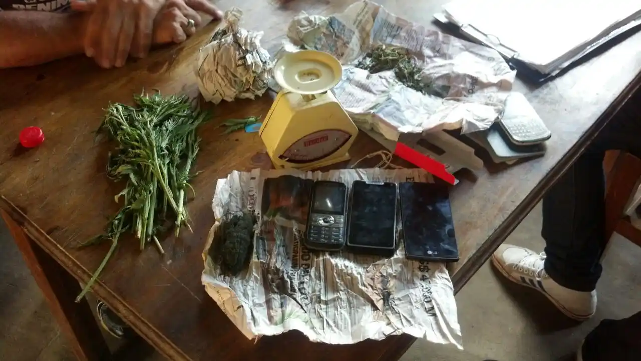Secuestran plantas de marihuana en San Nicolás y Ramallo