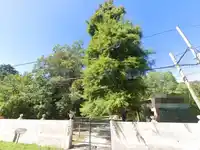 Sin ordenanza que lo impida, avanza la deforestación en terrenos privados de Tandil