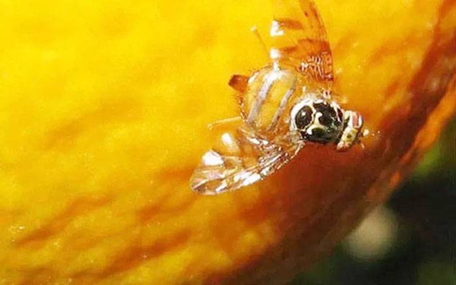 Control Mosca de los Frutos  en la provincia de Entre Ríos