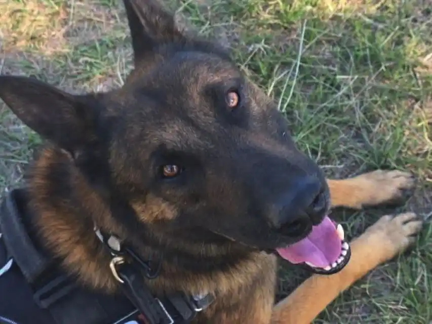 “Bono” obtuvo el primer puesto de Canes Detectores de Búsqueda de Estupefacientes. Foto: GSF