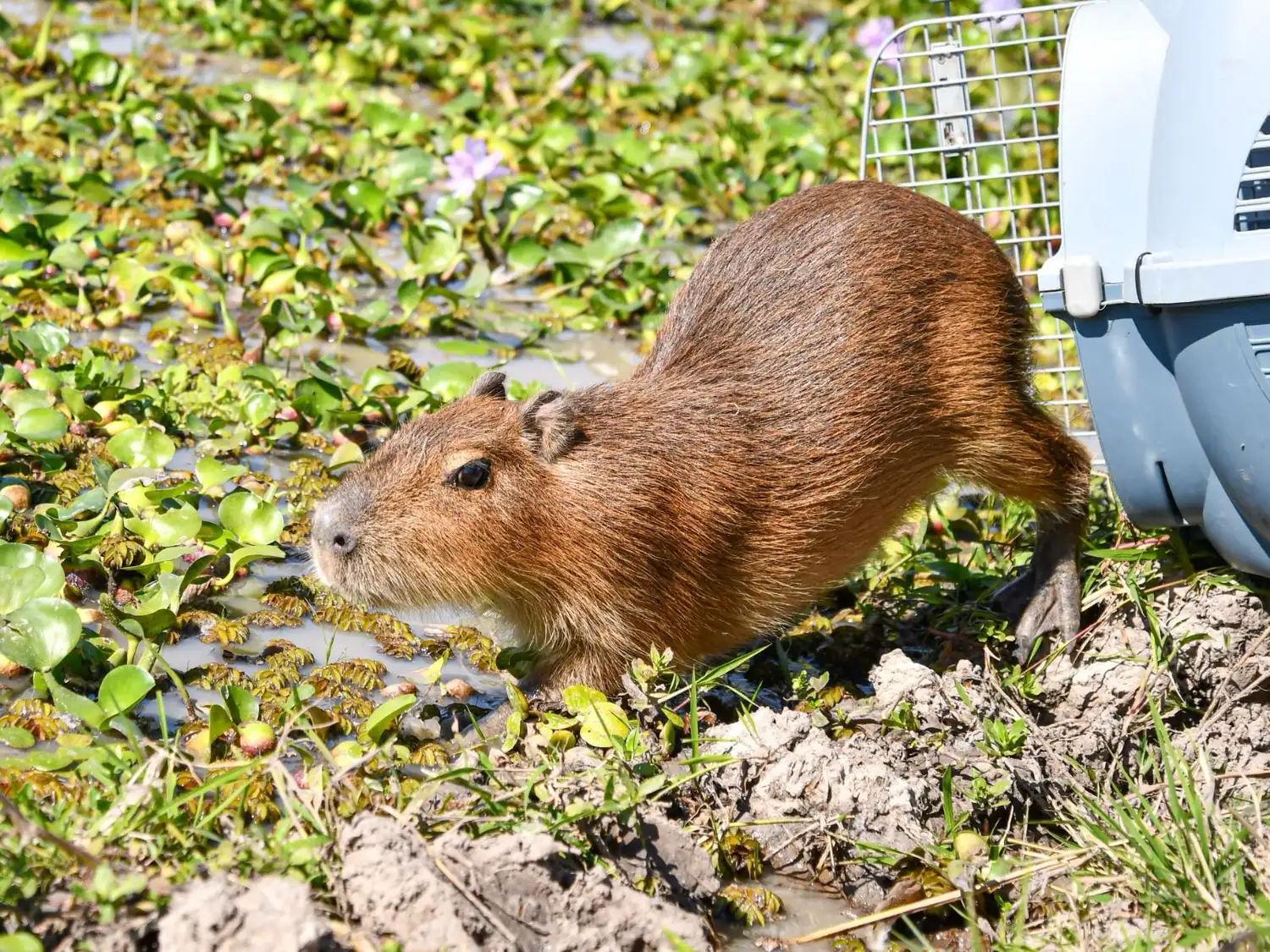Biodiversidad