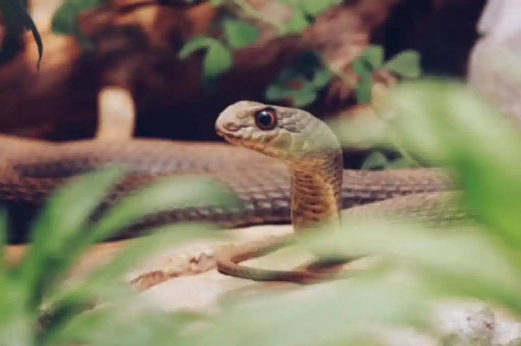 Hallan a un hombre muerto rodeado por un centenar de serpientes