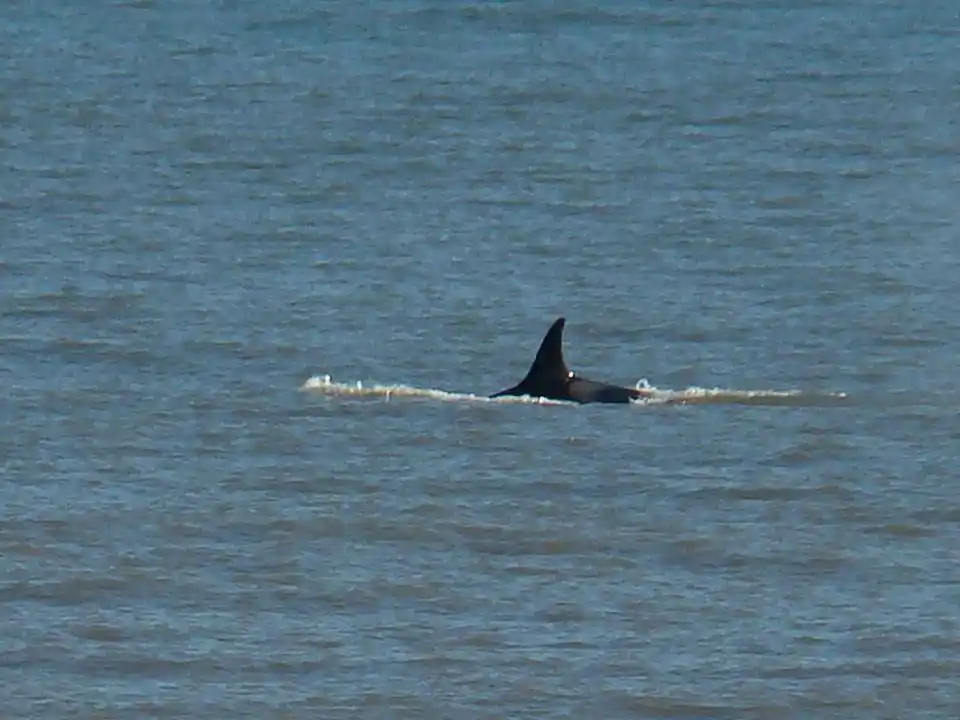 Sorprendente avistamiento de orcas en las costas de Monte Hermoso
