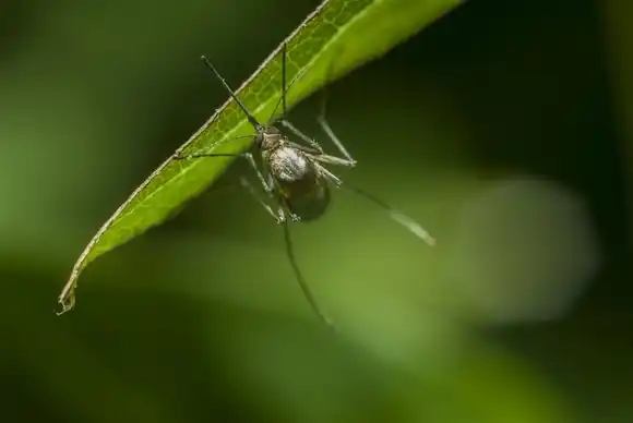 Aumentan los casos de Dengue en el país