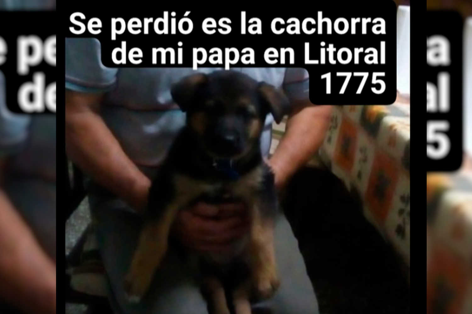 La buscan