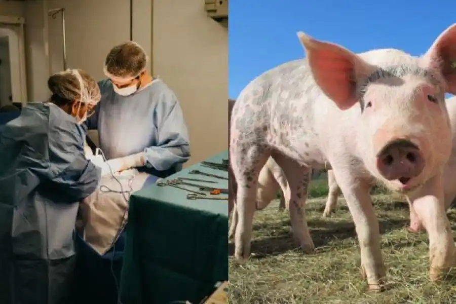 Insolito: trasplantaron un riñón de cerdo a un humano en Estados Unidos.