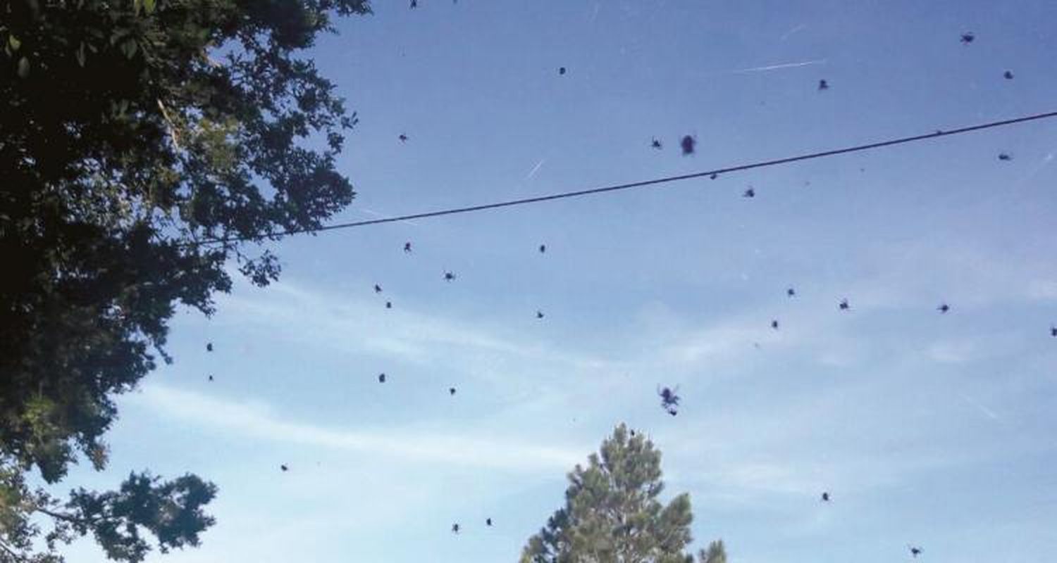 Ni pájaros, ni aviones: arañas