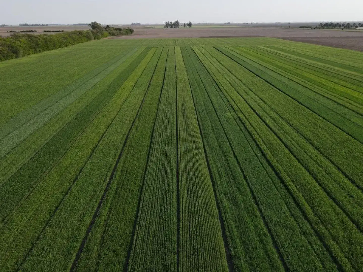 Avanza lentamente la siembra de trigo.
