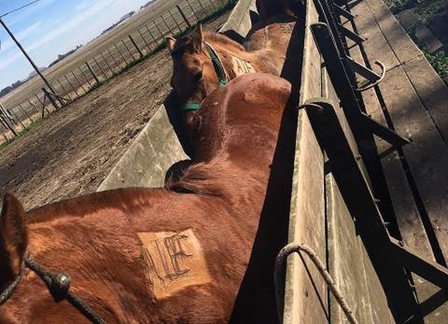 General Alvear: Senasa controló un foco de Anemia Infecciosa Equina en un establecimiento