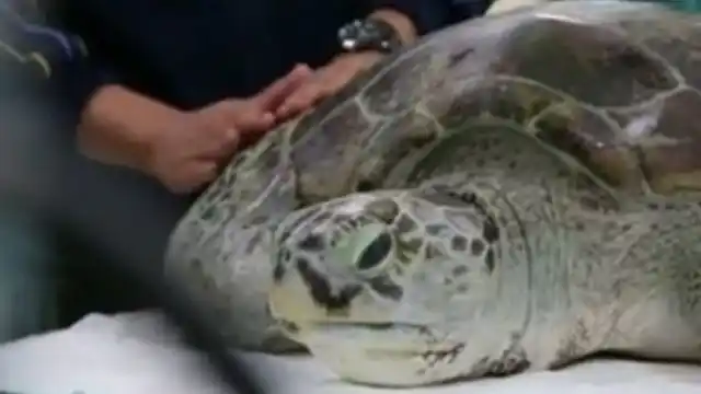 Video: Salvaron a una tortuga que tenía 915 monedas en el estómago