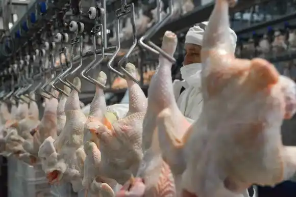 Por una sobreoferta en el mercado interno el kilo de pollo se consigue a menos de $3000